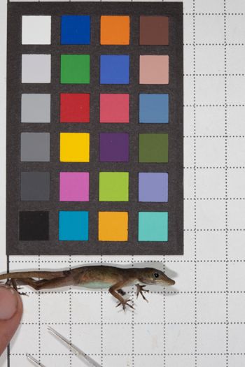 Media type: image;   Herpetology R-190756